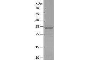 Western Blotting (WB) image for Sarcoglycan, epsilon (SGCE) (AA 15-127) protein (His-IF2DI Tag) (ABIN7124985) (SGCE Protein (AA 15-127) (His-IF2DI Tag))