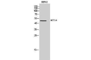 Western Blotting (WB) image for anti-Solute Carrier Family 16, Member 14 (Monocarboxylic Acid Transporter 14) (SLC16A14) (Internal Region) antibody (ABIN3175945) (SLC16A14 Antikörper  (Internal Region))
