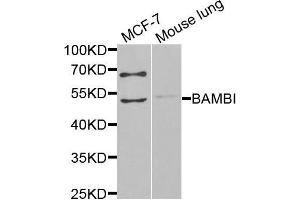 Western blot analysis of extracts of MCF7 and mouse lung cells, using BAMBI antibody. (BAMBI Antikörper)