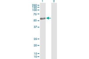 Western Blot analysis of NR6A1 expression in transfected 293T cell line by NR6A1 MaxPab polyclonal antibody.