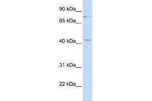WB Suggested Anti-ZNF302 Antibody Titration:  0. (ZNF302 Antikörper  (Middle Region))
