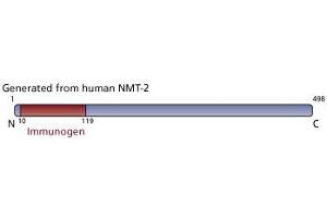 Image no. 3 for anti-N-Myristoyltransferase 2 (NMT2) (AA 10-119) antibody (ABIN968466) (NMT2 Antikörper  (AA 10-119))