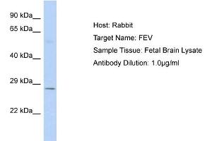Host: Rabbit Target Name: FEV Sample Type: Fetal Brain lysates Antibody Dilution: 1. (FEV Antikörper  (C-Term))