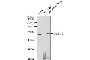 Immunoprecipitation (IP) image for anti-Sorting and Assembly Machinery Component 50 Homolog (SAMM50) (AA 1-220) antibody (ABIN1682619)