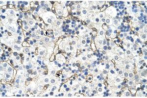 Human Liver (SLC39A5 Antikörper  (N-Term))