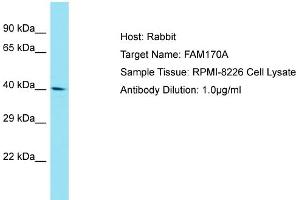 Host: Rabbit Target Name: FAM170A Sample Tissue: Human RPMI-8226 Whole Cell Antibody Dilution: 1ug/ml (FAM170A Antikörper  (C-Term))