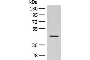 Western blot analysis of Hela cell lysate using FAM50A Polyclonal Antibody at dilution of 1:300