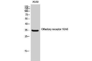 Western Blotting (WB) image for anti-Olfactory Receptor, Family 10, Subfamily A, Member 6 (OR10A6) (C-Term) antibody (ABIN3176453) (OR10A6 Antikörper  (C-Term))