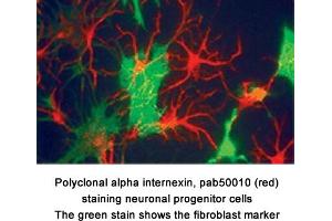 Image no. 1 for anti-Internexin Neuronal Intermediate Filament Protein, alpha (INA) antibody (ABIN363319) (INA Antikörper)