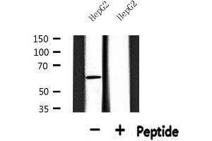 Western blot analysis of extracts from HepG2, using SGOL1 Antibody. (Shugoshin Antikörper  (N-Term))