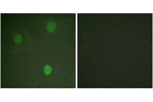 Immunofluorescence (IF) image for anti-Myc Proto-Oncogene protein (MYC) (AA 31-80) antibody (ABIN2888572) (c-MYC Antikörper  (AA 31-80))