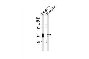 Western blot analysis of lysates from SH-SY5Y, Neuro-2a cell line (from left to right), using (Mouse) Msi1 Antibody (Center) (ABIN6243867 and ABIN6577735). (MSI1 Antikörper  (AA 81-113))