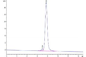 Size-exclusion chromatography-High Pressure Liquid Chromatography (SEC-HPLC) image for CD47 (CD47) (AA 19-140) protein (Fc Tag) (ABIN7274242)