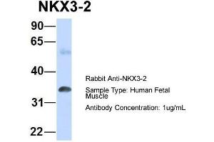 Host: Rabbit Target Name: NKX3-2 Sample Type: Human Fetal Muscle Antibody Dilution: 1. (NKX3-2 Antikörper  (N-Term))