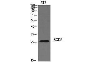 Western Blotting (WB) image for anti-Superoxide Dismutase 2, Mitochondrial (SOD2) (Internal Region) antibody (ABIN3181428) (SOD2 Antikörper  (Internal Region))