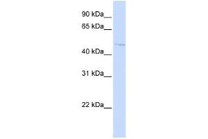 C16ORF58 antibody used at 1 ug/ml to detect target protein.