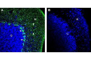 Expression of Pannexin 2 in rat cerebellum. (Pannexin 2 (PANX2) Peptid)