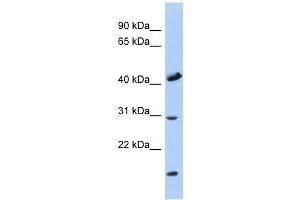 COX18 antibody used at 1 ug/ml to detect target protein. (COX18 Antikörper)