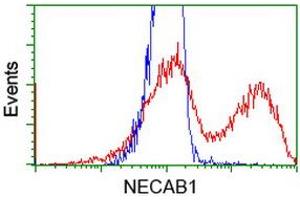 HEK293T cells transfected with either RC209704 overexpress plasmid (Red) or empty vector control plasmid (Blue) were immunostained by anti-NECAB1 antibody (ABIN2454319), and then analyzed by flow cytometry. (NECAB1 Antikörper)