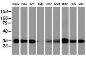 Image no. 2 for anti-Proteasome Subunit alpha 6 (PSMA6) antibody (ABIN1500466) (PSMA6 Antikörper)