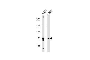PTGS1 Antibody (C-term) (ABIN1882120 and ABIN2839444) western blot analysis in A431,K562 cell line lysates (35 μg/lane).