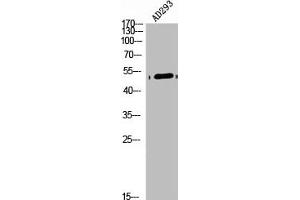 Western Blot analysis of AD293 cells using Arrdc1 Polyclonal Antibody (ARRDC1 Antikörper  (Internal Region))