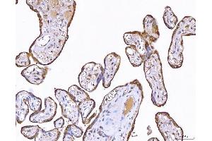IHC analysis of PP11/ENDOU using anti-PP11/ENDOU antibody (ABIN7600552).