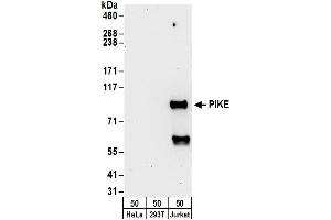 anti-PIKE (AA 450-500) antibody