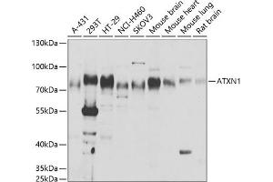 Western blot analysis of extracts of various cell lines, using  antibody (ABIN6127400, ABIN6137363, ABIN6137364 and ABIN6221810) at 1:1000 dilution. (Ataxin 1 Antikörper  (AA 586-815))