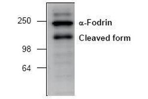 Image no. 1 for anti-Spectrin alpha Chain, Brain (SPTAN1) antibody (ABIN127066) (SPTAN1 Antikörper)