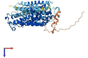 ChT Protein (AA 1-580) (His tag)