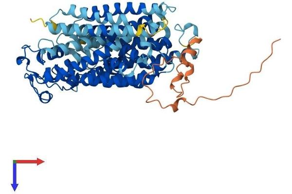 ChT Protein (AA 1-580) (His tag)