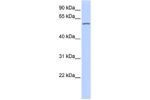 WB Suggested Anti-RBPJL Antibody Titration:  0. (RBPJL Antikörper  (Middle Region))