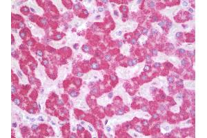 Anti-SIK1 / MSK antibody IHC staining of human liver. (SIK1 Antikörper  (AA 567-597))