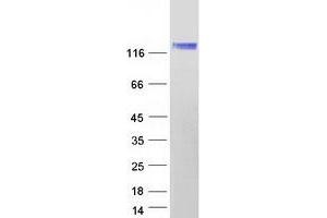 Validation with Western Blot (ERC1 Protein (Myc-DYKDDDDK Tag))