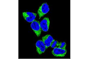 Immunofluorescence (IF) image for anti-GNAS Complex Locus (GNAS) (AA 287-315), (C-Term) antibody (ABIN656989)