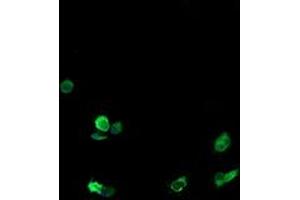 Immunofluorescence (IF) image for anti-T-cell surface glycoprotein CD1c (CD1C) antibody (ABIN1497189) (CD1c Antikörper)