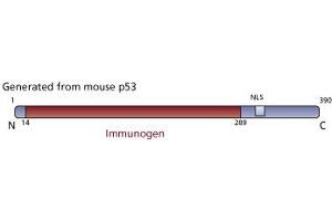 Image no. 2 for anti-Tumor Protein P53 (TP53) (AA 14-289) antibody (ABIN967419) (p53 Antikörper  (AA 14-289))