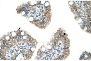 Human Intestine; NAB1 antibody - N-terminal region in Human Intestine cells using Immunohistochemistry