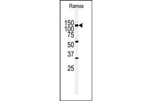 Western blot analysis of anti-HIPK2 Antibody (Center) (ABIN391777 and ABIN2841636) in Ramos cell line lysates (35 μg/lane). (HIPK2 Antikörper  (AA 437-468))