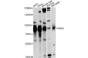 Western blot analysis of extracts of various cell lines, using SNX9 antibody. (SNX9 Antikörper  (AA 1-210))