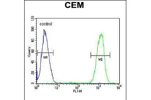 Flow cytometric analysis of CEM cells (right histogram) compared to a negative control cell (left histogram). (IKZF1 Antikörper  (C-Term))