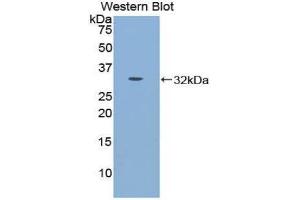 Western Blotting (WB) image for anti-Cadherin-16 (CDH16) (AA 353-617) antibody (ABIN1858322)