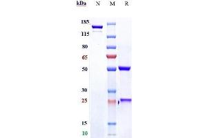 Anti-RSPO3 Reference Antibody (rosmantuzumab) on SDS-PAGE under reducing (R) condition.