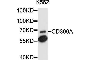 Western blot analysis of extracts of K-562 cells, using CD300A antibody (ABIN4903186) at 1:1000 dilution. (CD300a Antikörper)