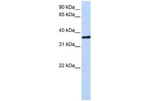 CHORDC1 antibody used at 1 ug/ml to detect target protein. (CHORDC1 Antikörper)