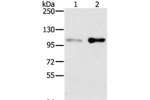 Western Blot analysis of HT-29 and 293T cell using SLTM Polyclonal Antibody at dilution of 1:400
