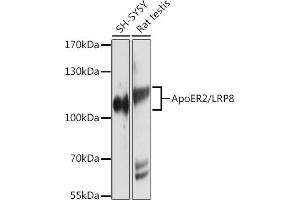 Western Blotting (WB) image for anti-Low Density Lipoprotein Receptor-Related Protein 8, Apolipoprotein E Receptor (LRP8) (C-Term) antibody (ABIN6143337)