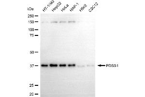 Western blotting analysis using PDSS1 antibody (ABIN7799895).