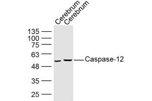 Lane 1: Mouse Cerebrum lysates Lane 2: Rat Cerebrum lysates probed with Caspase 12 Polyclonal Antibody, Unconjugated  at 1:300 dilution and 4˚C overnight incubation. (Caspase 12 Antikörper  (AA 201-300))